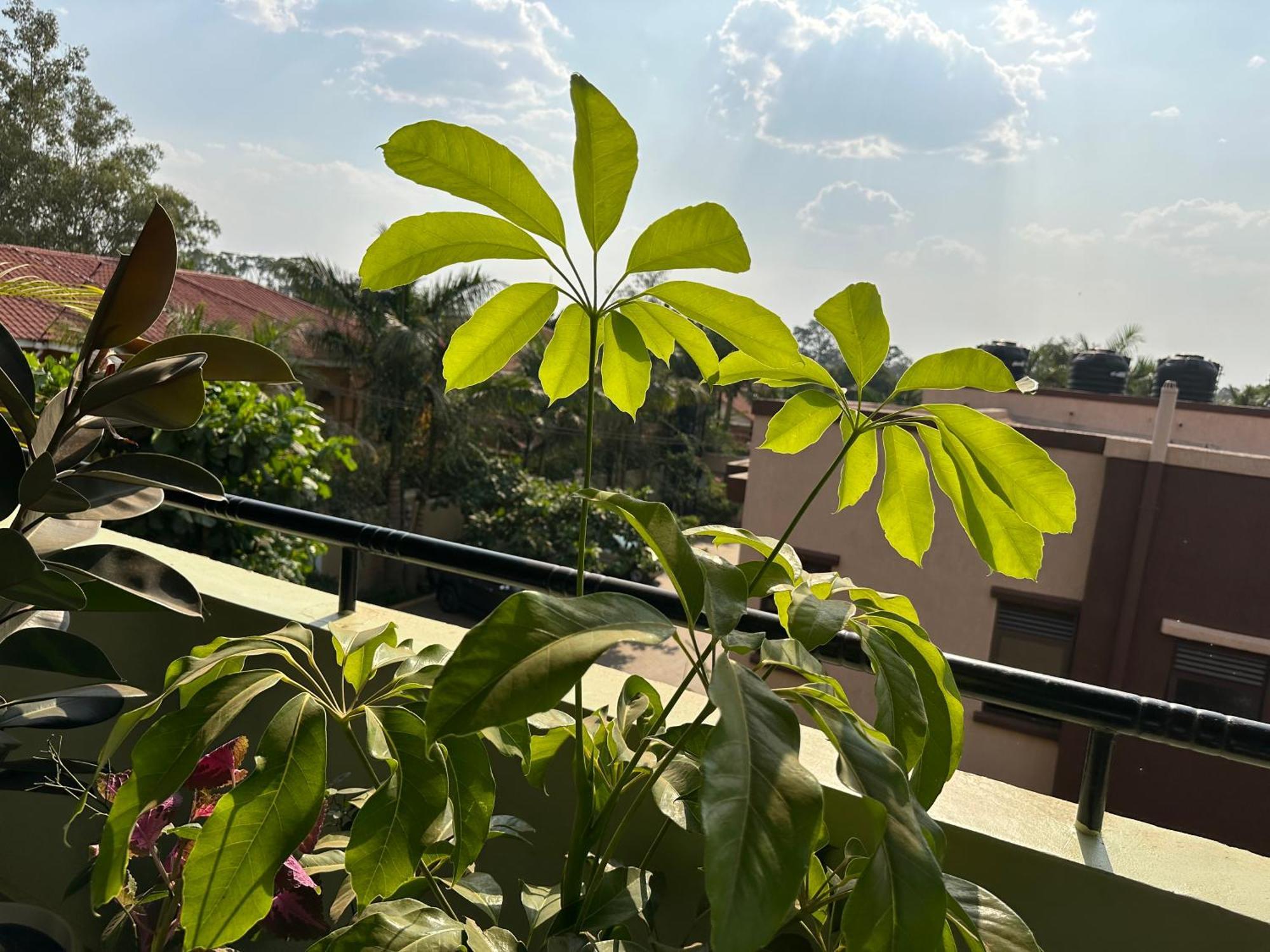 Elena & Kimberly Apartment Gulu ภายนอก รูปภาพ
